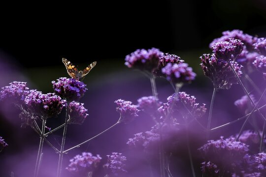 Painted lady (Vanessa cardui) butterfly adult feeding on a Verbena flower in a garden, Kent, England, United Kingdom