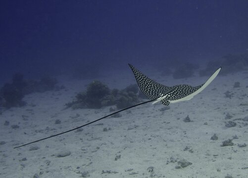 Spotted eagle ray (Aetobatus narinari) with very long sting. Dive site House Reef, Mangrove Bay, El Quesir, Red Sea, Egypt