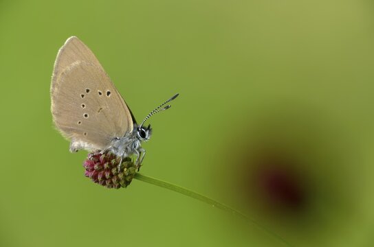 Ant blue, dark meadowbutton ant blue, dusky large blue, glaucopsyche nausithous, maculinea nausithous, phengaris nausithous, black blue meadowbutton ant blue, meadow button ant blue, butterfly, insects, butterfly, butterflies, insects, butterflies, butterflies, butterflies