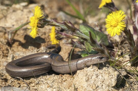Anguis fragilis, slow worm, western slow worm, blindworm, critters, deaf adder, lizards, hazelworm, reptiles, lizards, long-cripple, reptilia, reptiles, slowworm