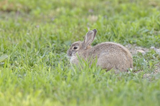 Wild rabbit (Oryctolagus cuniculus), sitting in a meadow, adult, alert, wildlife, animals, rodent, Podersdorf, Lake Neusiedl-Seewinkel National Park, Burgenland, Austria