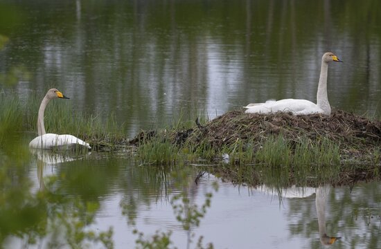 Cygnus Cygnus, Sweden, Singing Swan, Whooper Swan, Anatidae, Birds, Breed, Brut, Duckbirds, Nest, Swan, Swans, Sweden, Birds, Waterbirds