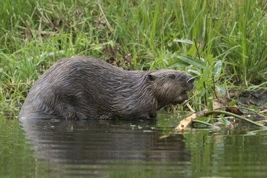 Beaver, castor fiber albicus, elbe beaver, Eurasian beaver, European beaver, rodents, rodentia, beaver, mammals, rodents, mammals