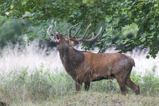 Red Deer (Cervus elaphus), stag, Copenhagen, Denmark