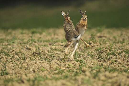 European hare (Lepus europaeus) Mating season, so-called gathering time, males quarrelling with each other, Lower Austria, Austria