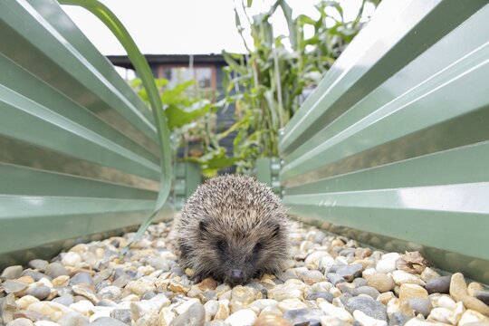 European hedgehog (Erinaceus europaeus) adult animal walking on a garden shingle path between two raised beds in summer, England, United Kingdom