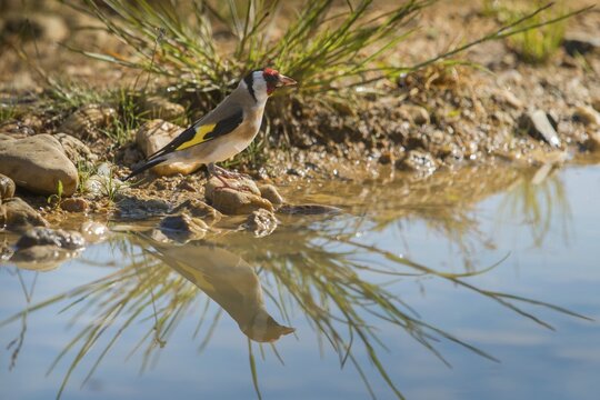 Carduelis Carduelis, Goldfinch, Goldfinch, Goldfinch, Bath, Bird Bath, Birds, Mirror, Passeri, Songbirds, Reflection, Potion, Birdbath, Birds, Watering Place