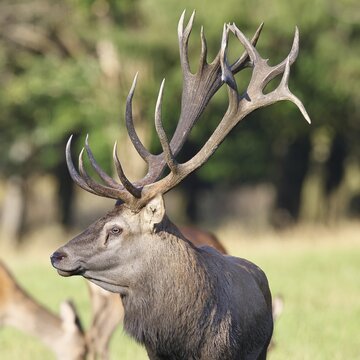 Red deer (Cervus elaphus), capital stag during the rut at the edge of the forest, animal portrait, Wildlife, North Rhine-Westphalia, Germany