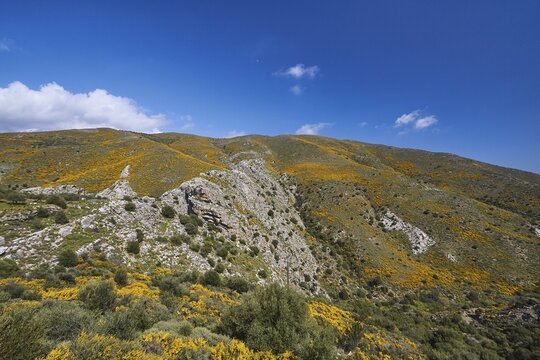 Spring in Crete, broom bushes, rocks, spring meadow, mountainside, Myrtos, south coast, east Crete, island of Crete, Greece