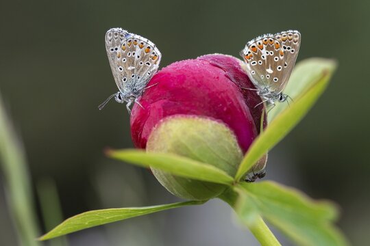 Adonis blue, sky blue blue, Lysandra bellargus, polyommatus bellargus, blue, butterfly, insects, butterfly, butterflies, butterflies