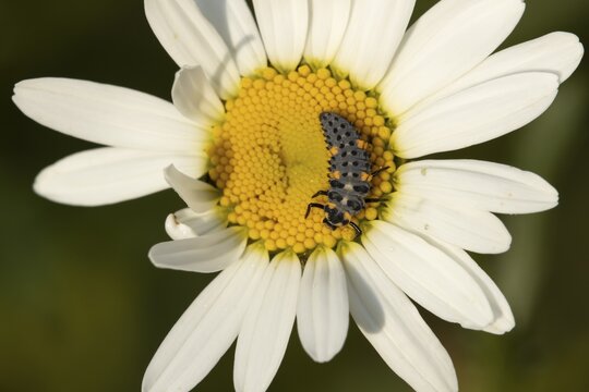 Seven-spot ladybird or Ladybug (Coccinella septempunctata) adult insect larva on a Oxeye daisy flower in summer, England, United Kingdom