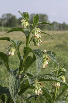 Comfrey (Symphytum officinale), Emsland, Lower Saxony, Germany