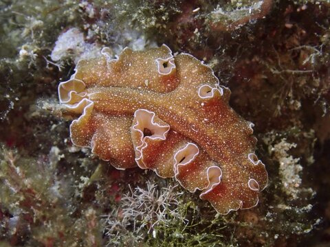 A golden flatworm (Yungia aurantiaca) on the seabed, surrounded by algae and underwater plants. Dive site Cap de Creus Marine Protected Area, Rosas, Costa Brava, Spain, Mediterranean Sea