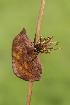 The Drinker moth (Euthrix potatoria), Volcanic Eifel, Rhineland-Palatinate, Germany