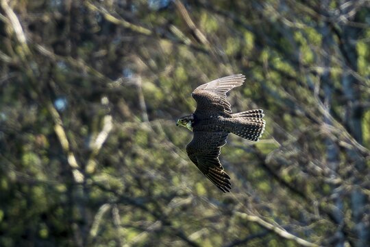 A falcon flying through a dense forest, Saker falcon, (Falco cherrug), Germany