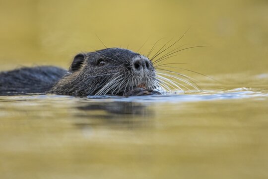 Portrait of a swimming nutria (Myocastor coypus), Osnabr&uuml;ck, Lower Saxony, Germany