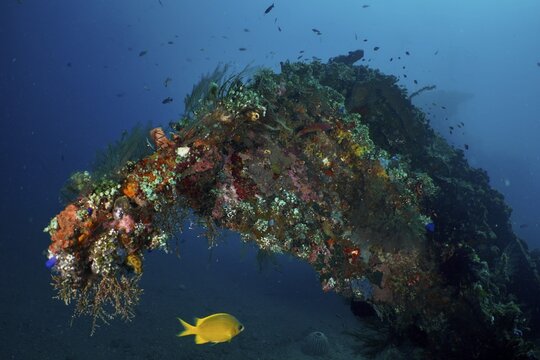 Lively overgrown wreck with fish and corals under water. Dive site USAT Liberty, Tulamben, Bali, Indonesia