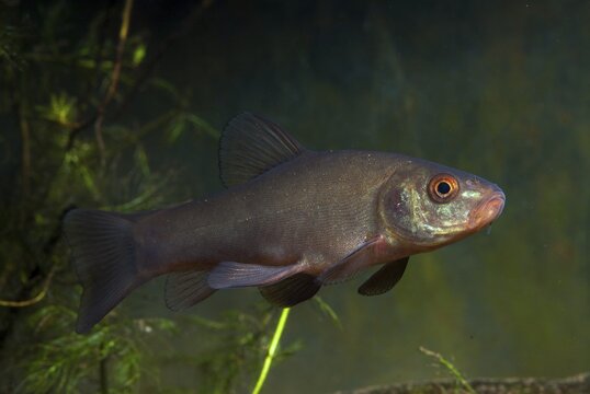 Schleie, Tench, Tinca Tinca, Doctor Fish, Fishes, Pisces