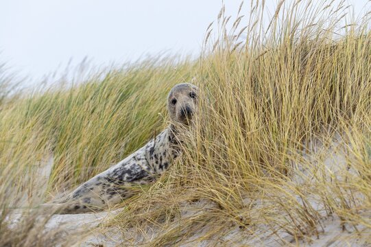Grey seal (Halichoerus grypus), North Sea, Heligoland, Schleswig-Holstein, Germany