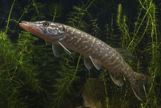Esox Lucius, pike, pike, predatory fish, fishes, northern pike, pisces