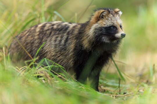 A raccoon dog stands alert in the grass looking into the distance, raccoon dog, (Nyctereutes procyonoides), wildlife, Western Pomerania Lagoon Area National Park, Zingst, Mecklenburg-Western Pomerania, Germany