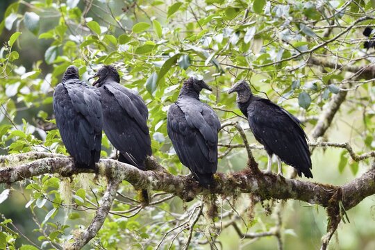 American Black Vultures (Coragyps atratus) in rainforest, Costa Rica, Central America