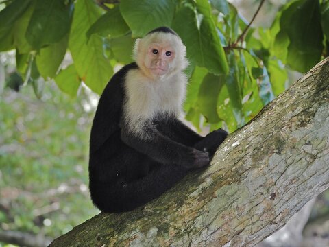 White-headed capuchin (Cebus imitator), Manuel Antonio National Park, Costa Rica, Central America