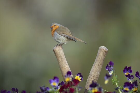 European robin (Erithacus rubecula) adult bird on a garden shears handle, Suffolk, England, United Kingdom