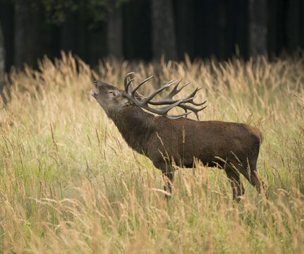 Red Deer (Cervus elaphus) bugling in the rutting season, captive, Saxony, Germany