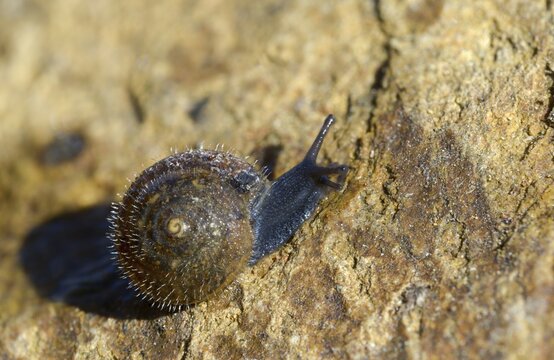 Silky hair snail, trochulus sericeus, gastropoda, mollusca, snails, snails, molluscs