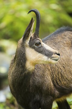 Chamois (Rupicapra rupicapra), portrait, captive, Germany