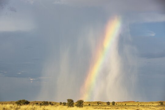 Rain and rainbow during the rainy season in the Kalahari Desert, Kgalagadi Transfrontier Park, South Africa