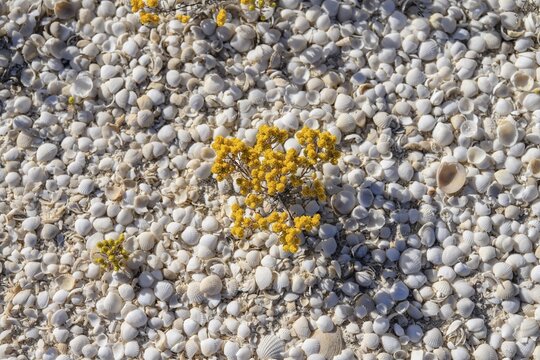 Cockles (Fragum erugatum) on Shell Beach, Hamelin Pool, Shire of Shark Bay, Western Australia, Australia