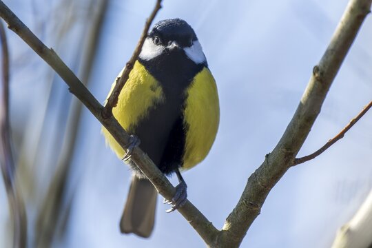 Close-up of a bird with yellow and black plumage on a branch between twigs, Great Tit, (Parus major), wildlife, Germany