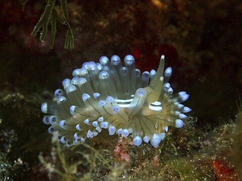 Striped Thick-billed Slug (Janolus Scalloped ribbonfish) with blue tips in a green underwater environment. Dive site Marine reserve Cap de Creus, Rosas, Costa Brava, Spain, Mediterranean Sea
