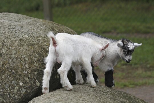 Domestic goat (Capra aegagrus hircus) playing young, Central Sweden, Sweden, Scandinavia, Central Sweden, Sweden