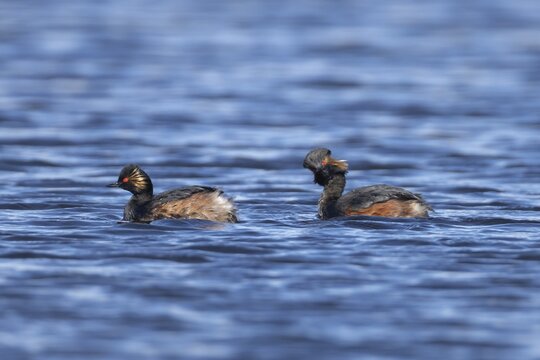 Black necked grebe (Podiceps nigricollis) two adult birds in breeding plumage on a lake, Yorkshire, England, United Kingdom