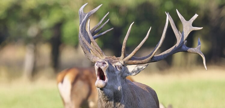 Red deer (Cervus elaphus) during the rutting season, a capital stag roaring in a forest clearing, animal portrait, wildlife, Sauerland, North Rhine-Westphalia, Germany