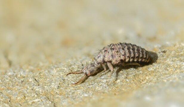 Ant maids, ant lion, Euroleon nostras, spotted winged ant maid, Myrmeleontidae, Neuroptera, Suffolk antlion, insects, larva, larva, reticulated