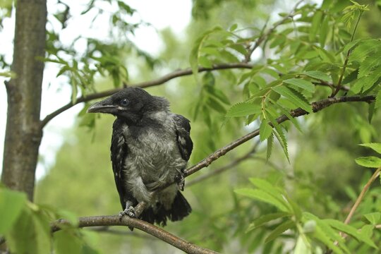 Hooded Crow (Corvus cornix) almost fledged young bird, Central Sweden, Sweden, Scandinavia