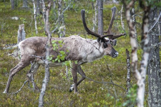 Artiodactyla, even-toed ungulate, Finland, cloven-hoofed, rangifer tarandus, reindeer, reindeer, mammals, mammals