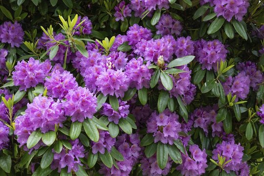 Lush purple rhododendron with green leaves in full bloom, Husby, Holstebro Municipality, Denmark
