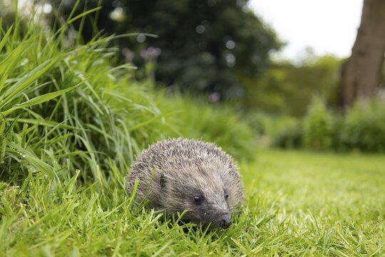European hedgehog (Erinaceus europaeus) adult animal on a garden grass lawn next to an area of long grass, England, United Kingdom