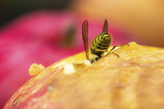 German wasp, real wasp, German wasp, hymenoptera, short-headed wasps, vespula germanica, on apple, on food, on fruit, apple, wrinkled wasps, insects, fruit, wasp, wasp