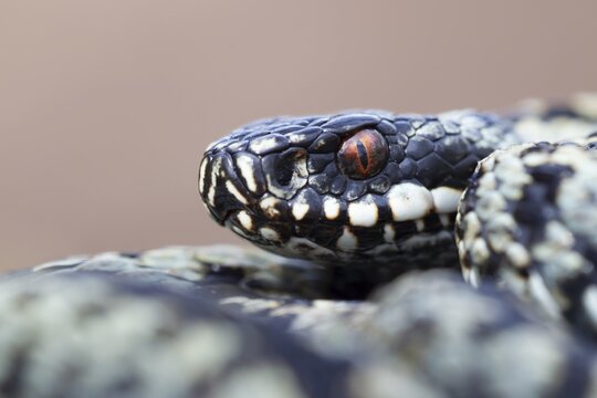 Common european adder or European viper (Vipera berus) adult snake coiled up resting, England, United Kingdom