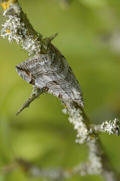 Aplocera plagiata, defoliating moth, large St. John's wort tensioner, St. John's wort inchworm, camouflage, high size, portrait format, insects, moths, moths, butterflies, camouflage, treble bar