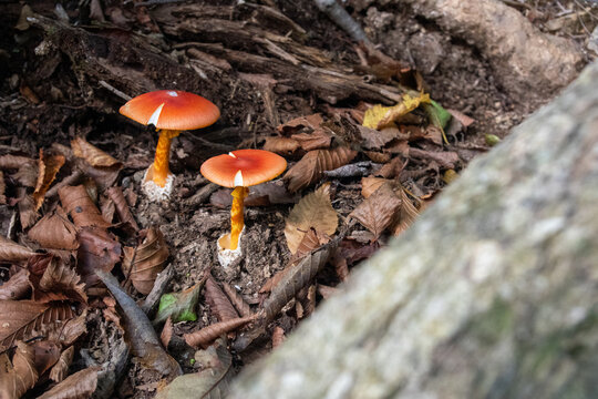 Vibrant Red Caesars Mushroom in Forest Leaves Mount Sanrei (Mount Miune) Shikoku Japan