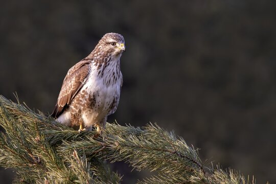 Steppe buzzard (Buteo buteo), sitting on a branch, Terfens, Tyrol, Austria