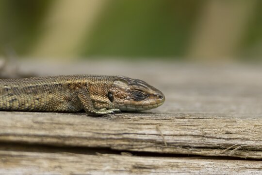 Common lizard (Zootoca vivipara) adult reptile sleeping on a wooden sleeper, England, United Kingdom