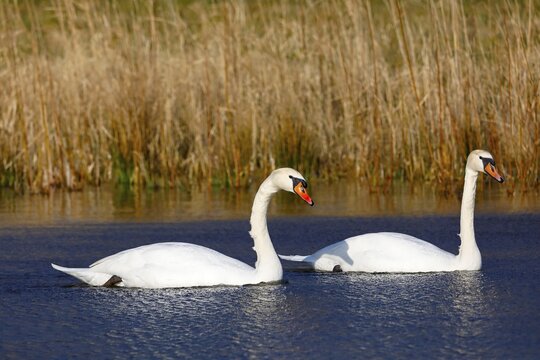Mute swans (Cygnus olor) Pair swimming in the water, Schleswig-Holstein, Germany